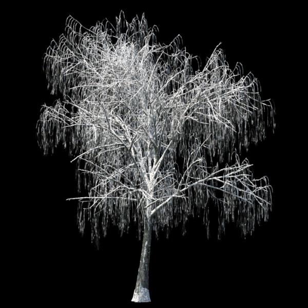 درخت بید زمستان